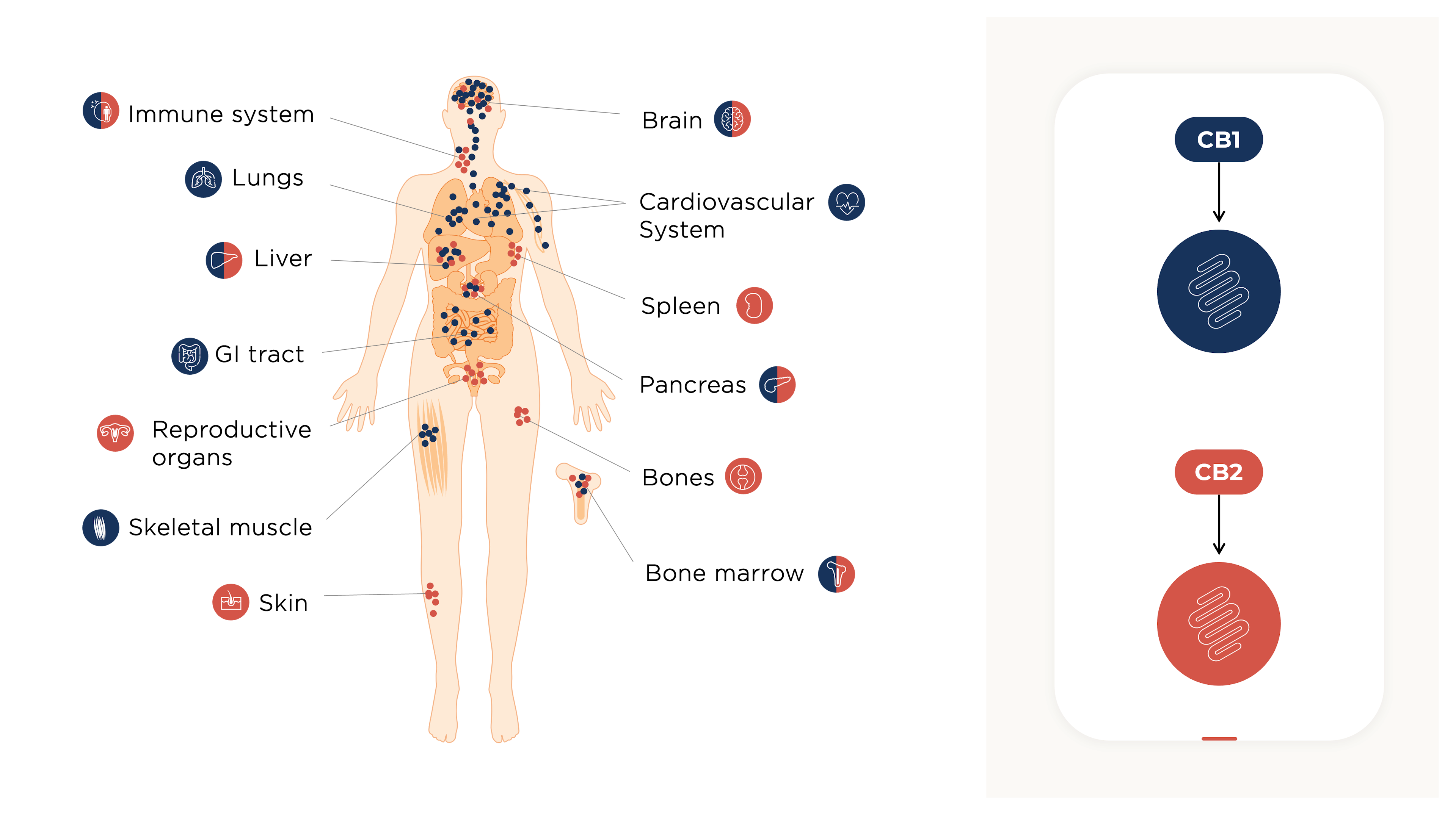 Distribution of endocannabinoid receptors (CB1 and CB2) in the body