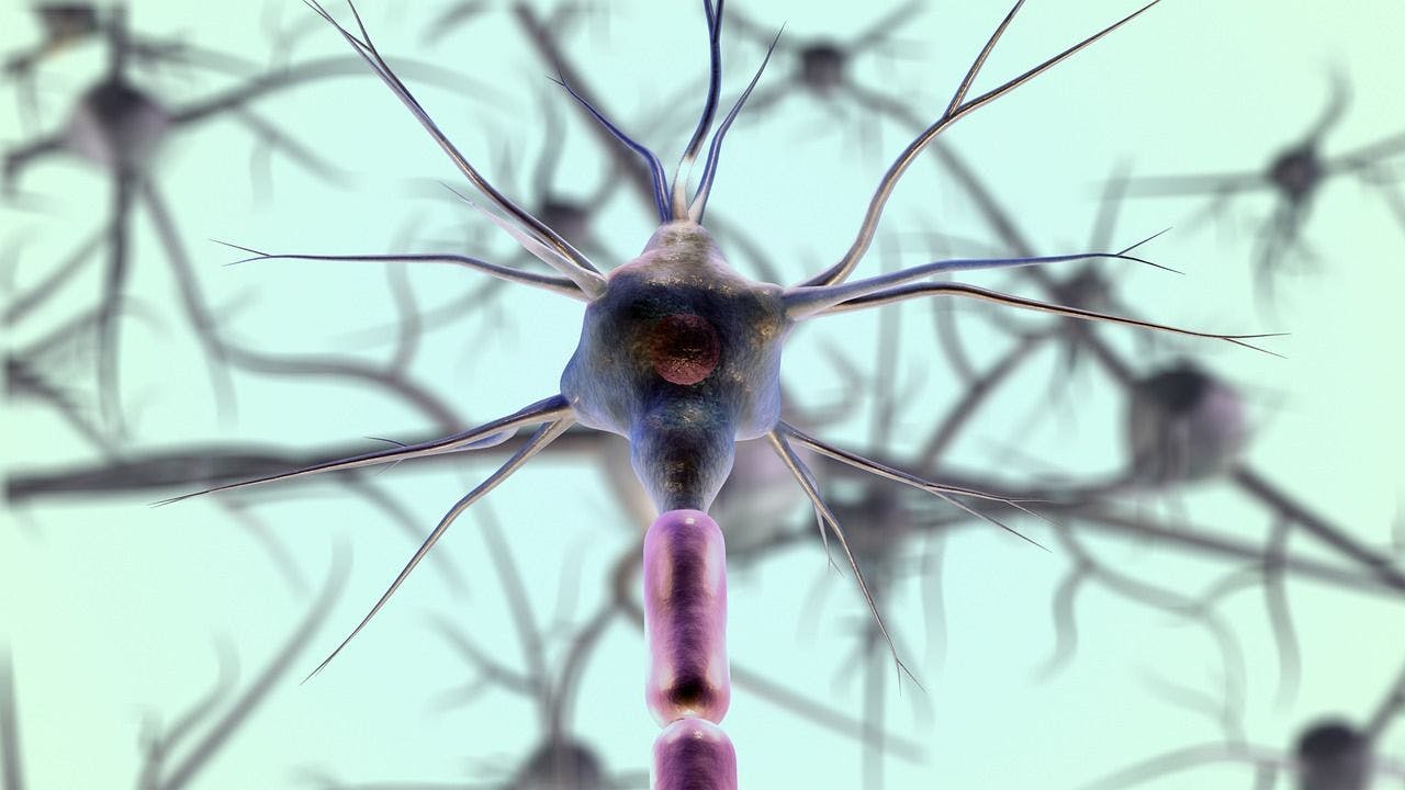 Neuronen bei einem epileptischen Anfall