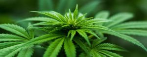 Cannabis Geschichte