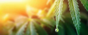 Cannabis als Medizin