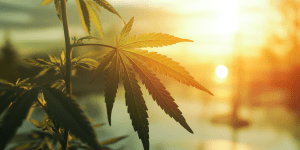 Cannabis bei Depressionen