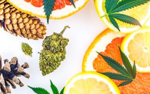 Cannabisblüten mit Zitrusfrüchten, Tannenzapfen und Hanfblättern – Symbolbild für Terpene und Aromen