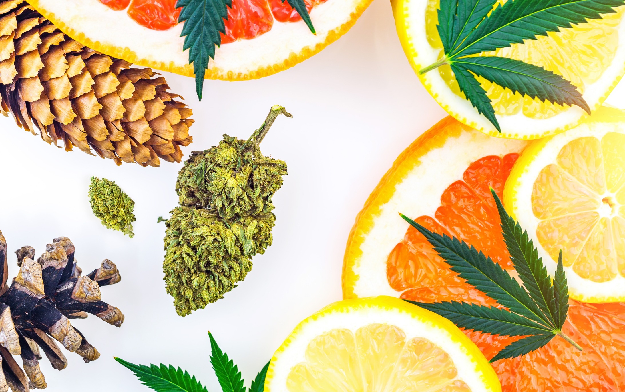 Cannabisblüten mit Zitrusfrüchten, Tannenzapfen und Hanfblättern – Symbolbild für Terpene und Aromen