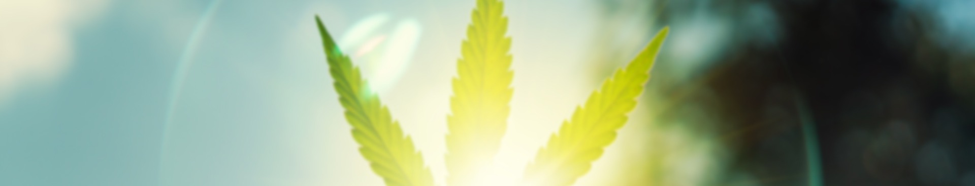 medizinisches Cannabis