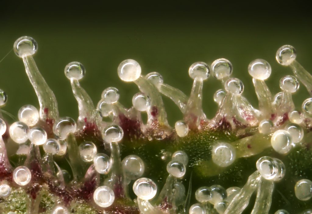 Cannabis Pflanze Trichome