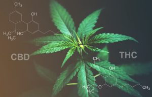 Nahaufnahme eines Cannabisblatts mit chemischen Strukturen von THC und CBD, den wichtigsten Wirkstoffen von medizinischem Cannabis.