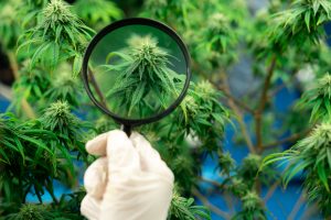 Cannabis Pflanze