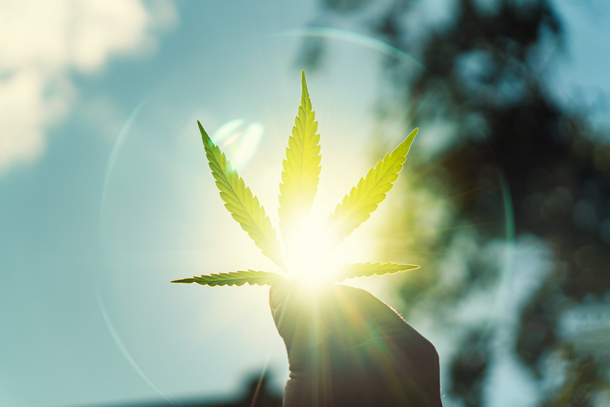 Potentielle Indikationen für medizinisches Cannabis